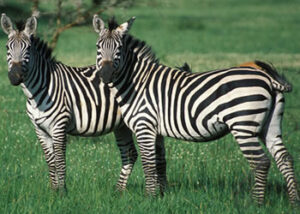 Lake Mburo National Park