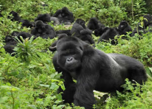 Bwindi Forest National Park