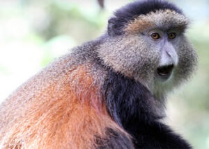 Golden Monkey Tracking