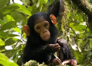 Fort Portal Chimps Trek