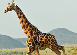 Kidepo Valley National Park