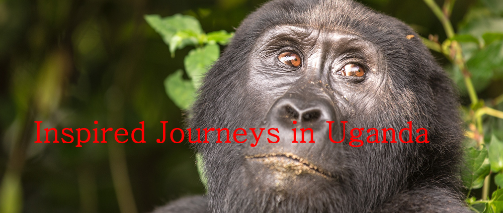 Inspired Journeys in Uganda , East Africa