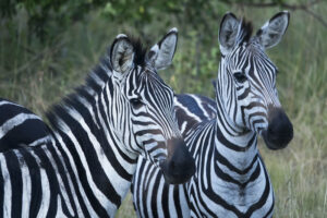 8 Days Western Safari To Lake Mburo, Bwindi, Queen, And Kibale.