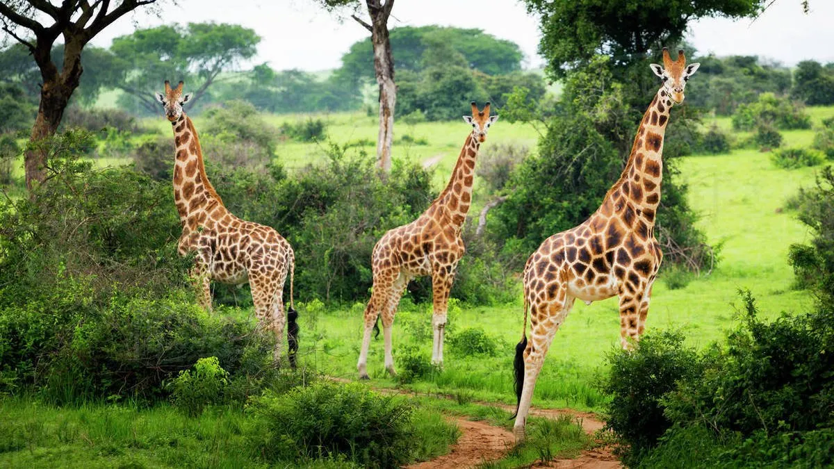 9 Days  Western Road trip with Uganda Car Rental 