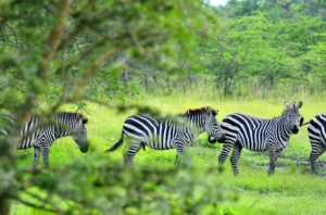 Lake Mburo National Park