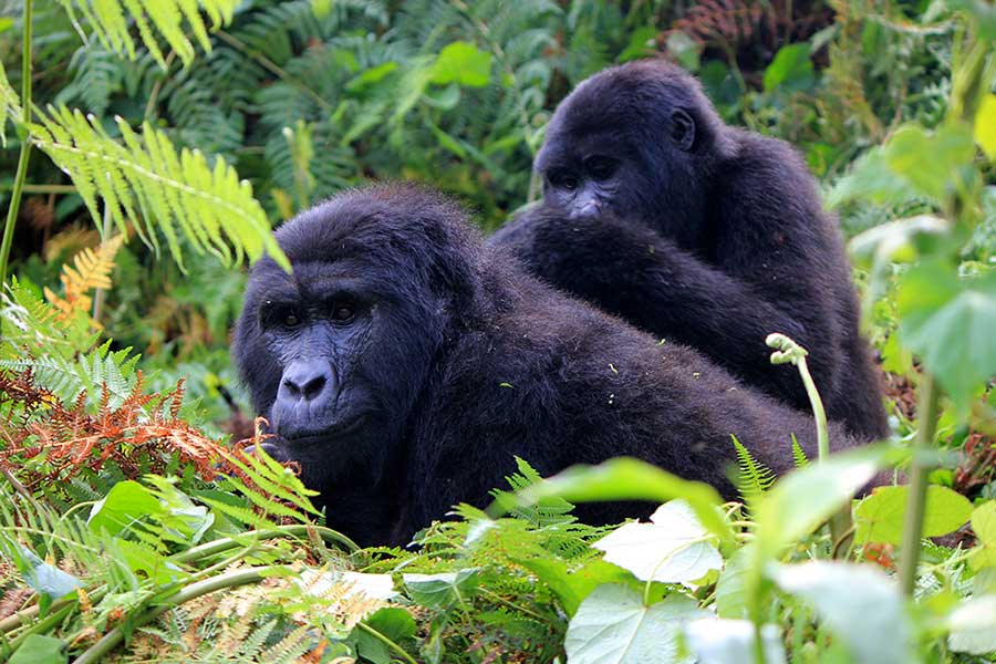 Which is better for gorilla trekking, Rwanda or Uganda?