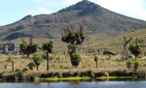 Mountain Elgon National Park