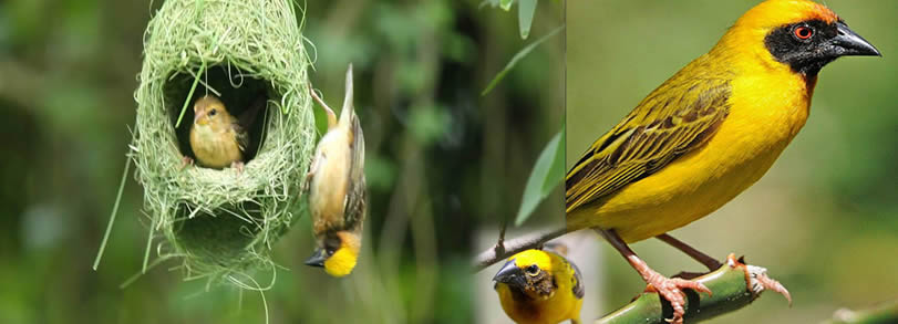 Bird watching in Uganda